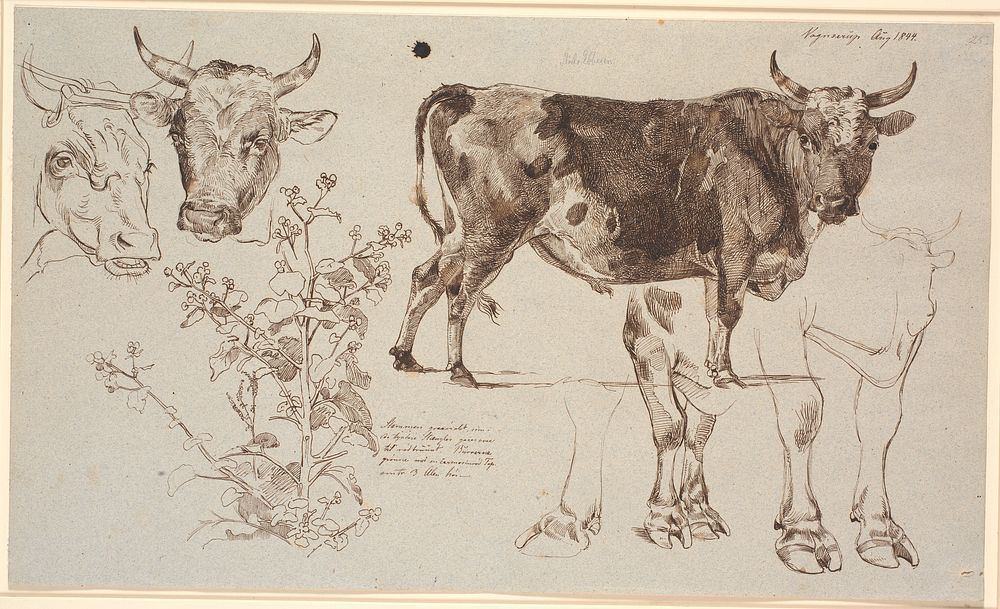 Study magazine from Vognserup.TVtwo cow's heads, below a sable.Center to right a standing bull, below studies of its legs by…