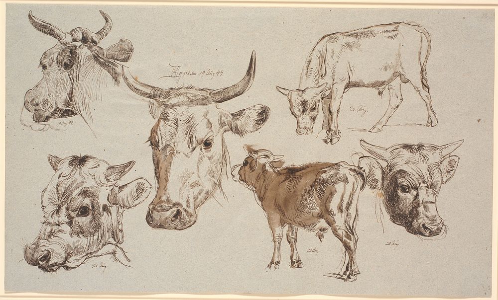 Study magazine from Vognserup.Studies of cow heads, bull calves and their heads by Johan Thomas Lundbye