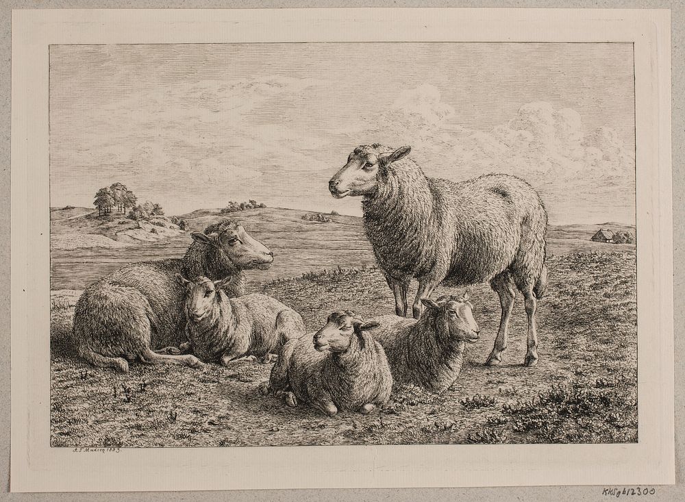 Sheep and lambs in the field