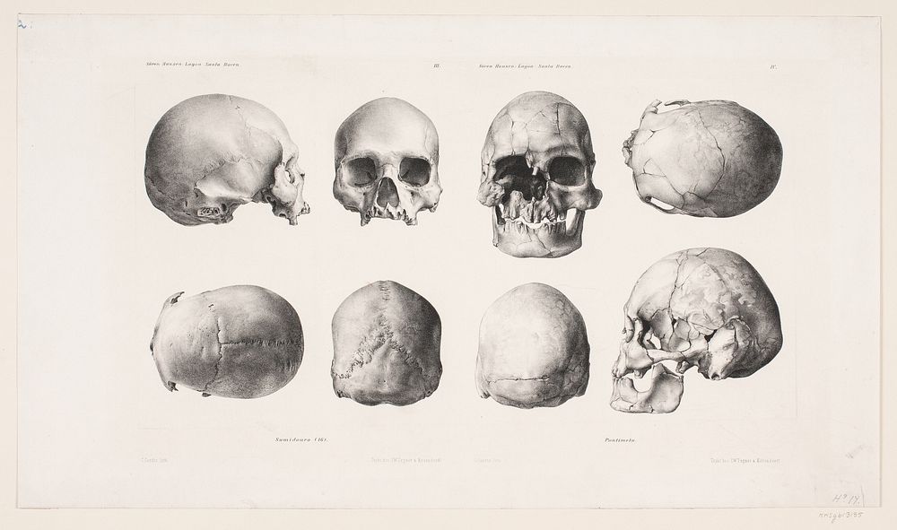 Various human skulls by Carl Christian Larsen Cordts