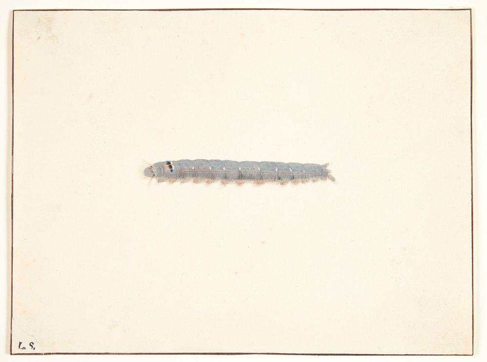 A moth caterpillar by Pieter Holsteijn