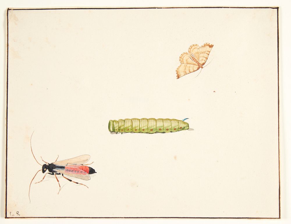 Three insect studies by Pieter Holsteijn
