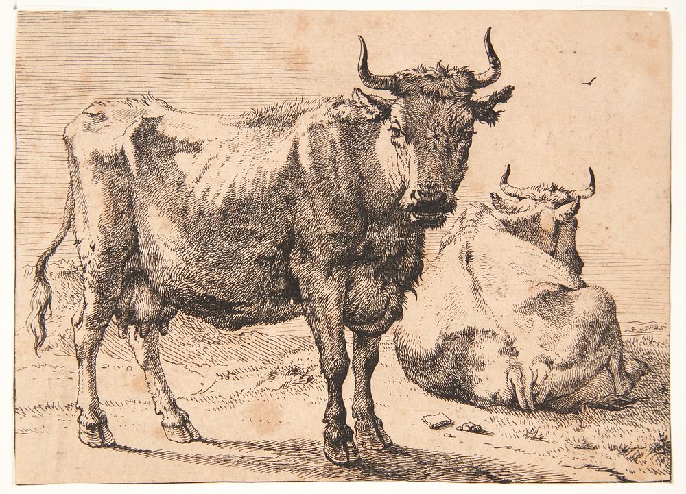 Standing and lying cow by Paulus Potter