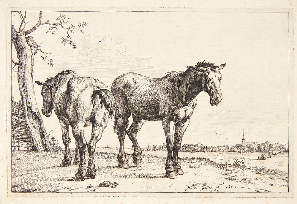 Two plow horses by Paulus Potter