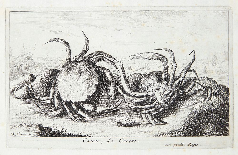 the crab (Cancer) by Albert Flamen