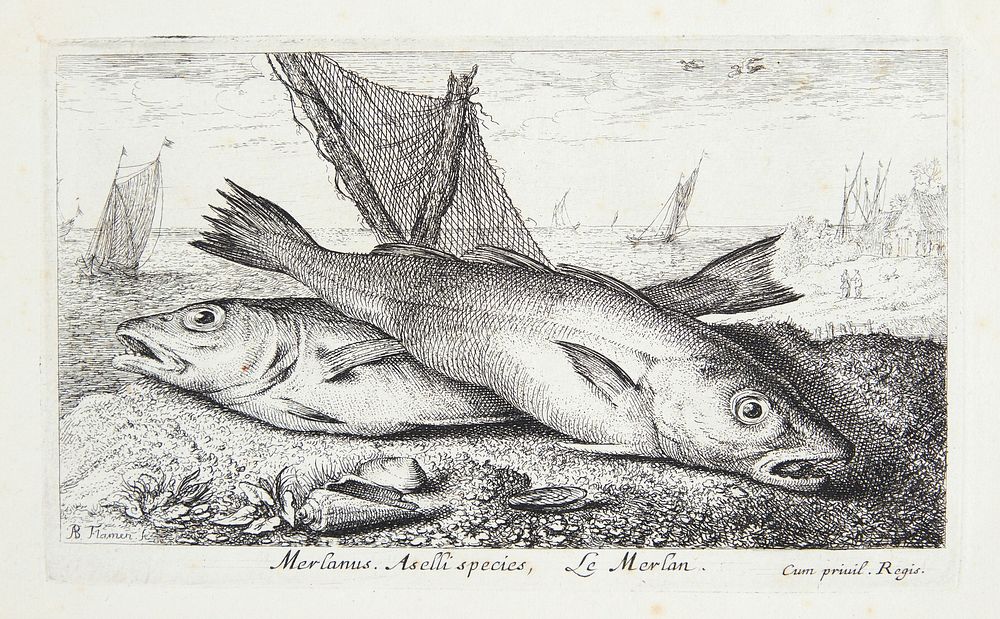 Marlin (Merlanus, Aselli species)
