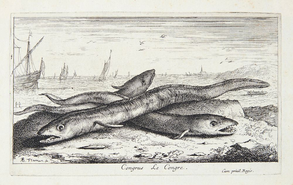 Sea eel (Congus)