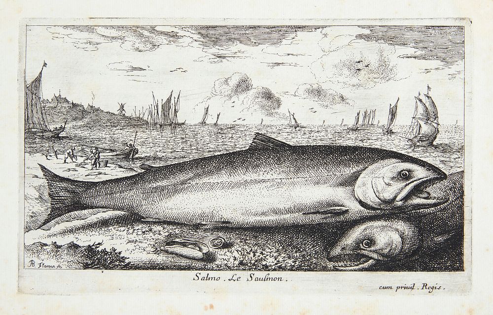 The salmon (Salmo) by Louis De Deyster