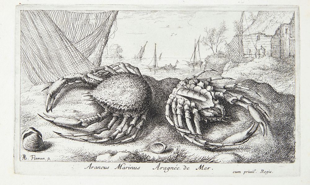 Spider crab? by Albert Flamen