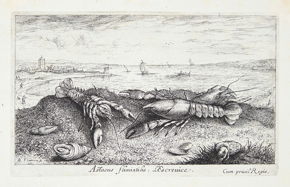 The crayfish (Astacus fluviatilis) by Albert Flamen