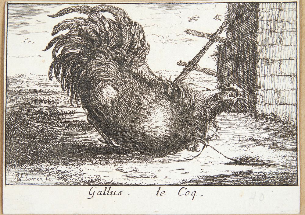 Rooster (Gallus) by Albert Flamen