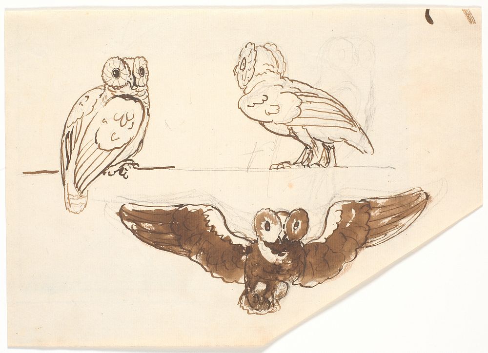 Study of three owls