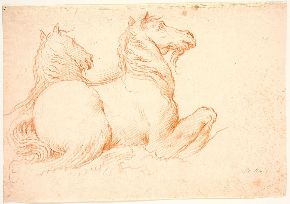 Two seahorses by Bénoit Le Coffre
