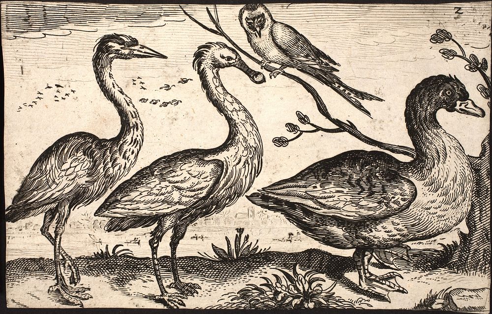 Egret, spoonbill, a duck and a sparrow by Jacob Matham