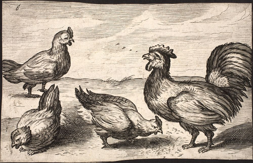 Rooster with three hens