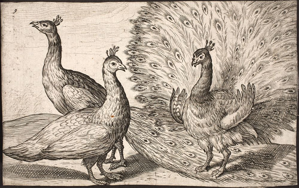 Three peacocks by Jacob Matham