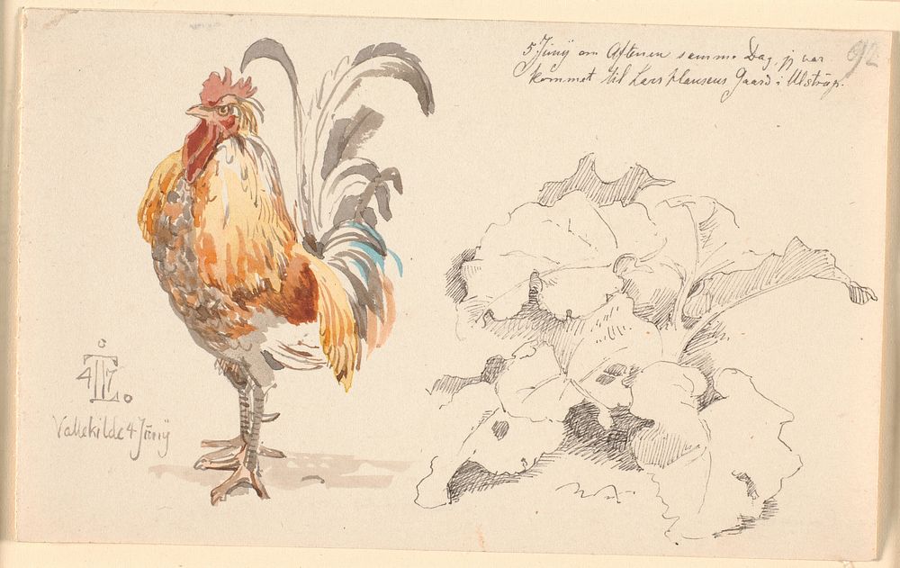 Study magazine with a cock and a cock by Johan Thomas Lundbye