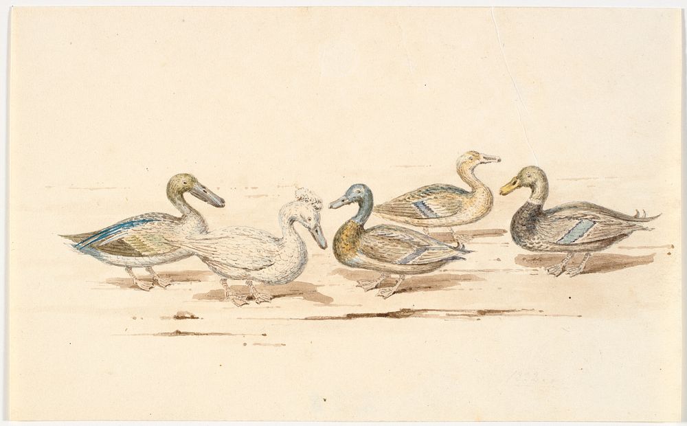 Studies of different duck types by Martinus Rørbye