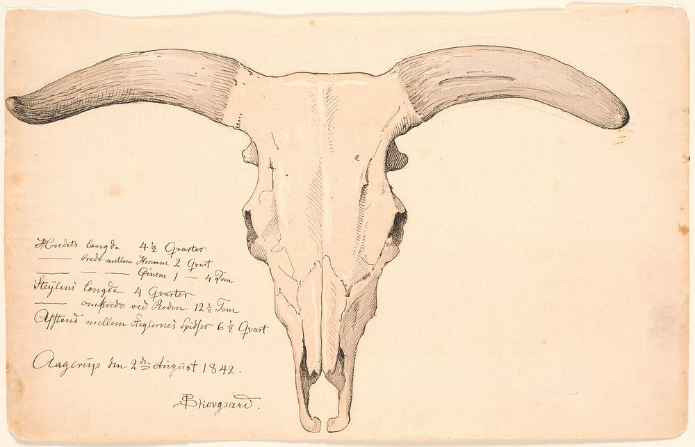 Skull of a cow. by P. C. Skovgaard