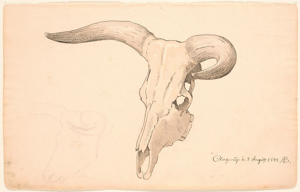 Skull of a cow, in three-quarter profile, the left horn curved. by P. C. Skovgaard