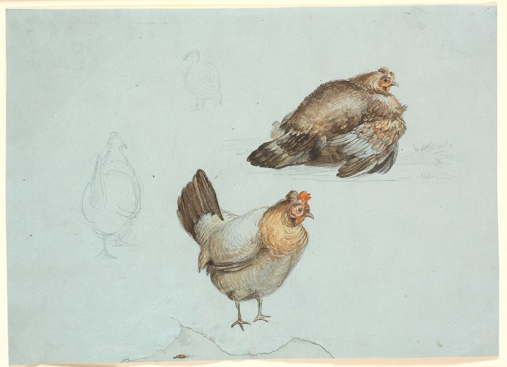 Chickens.Study by Theodor Philipsen