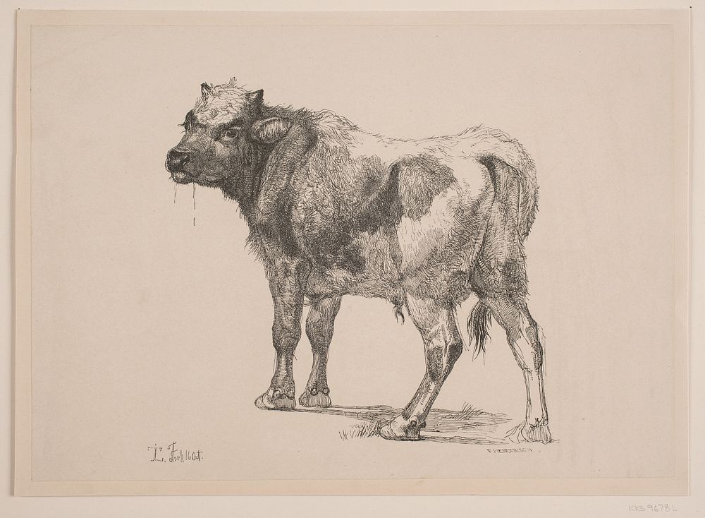 Standing Bull Calf  by Frederik Hendriksen