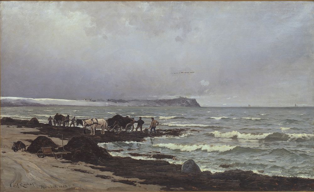 Seaweed is being loaded at Hornb&aelig;k Strand by Carl Locher