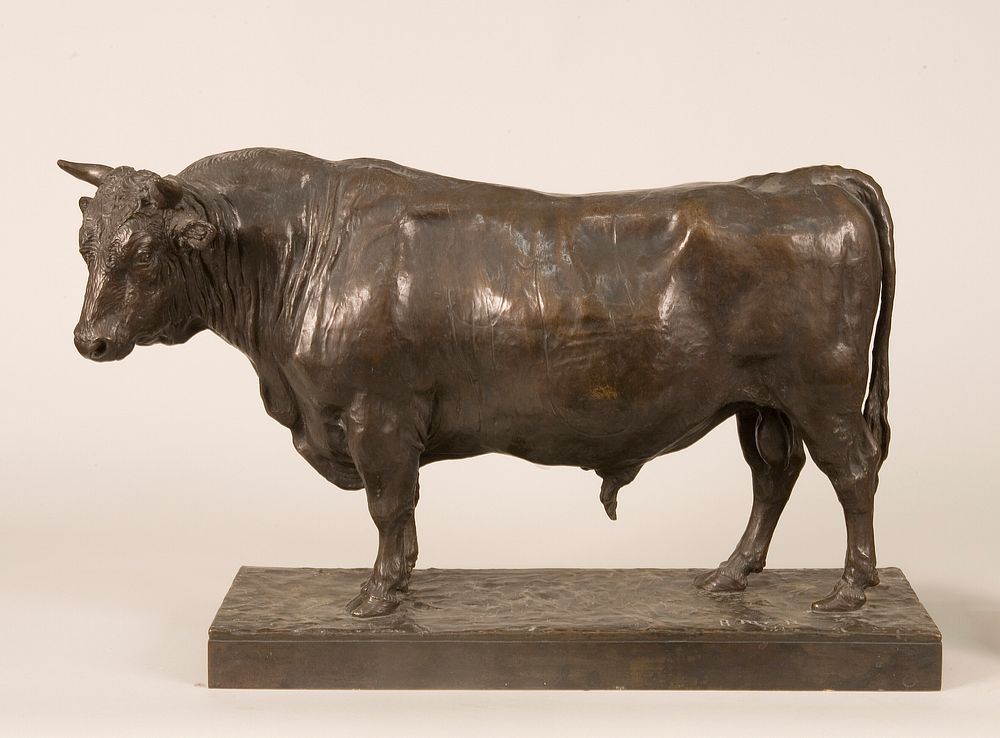 Standing bull