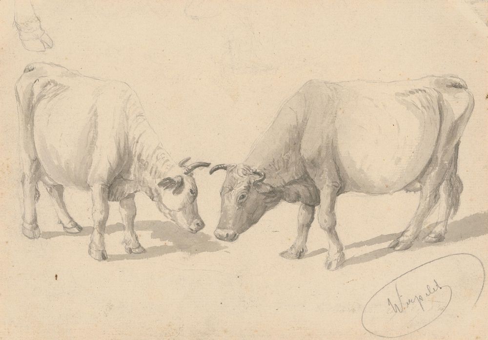 Study of cows