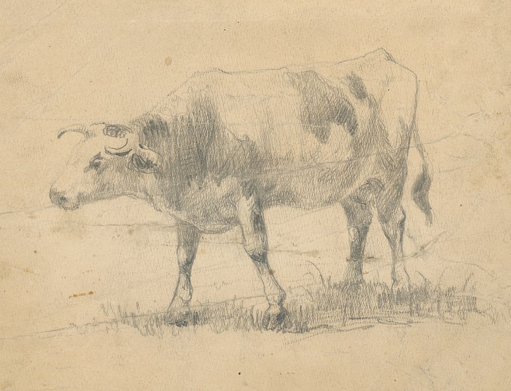 A study of a cow