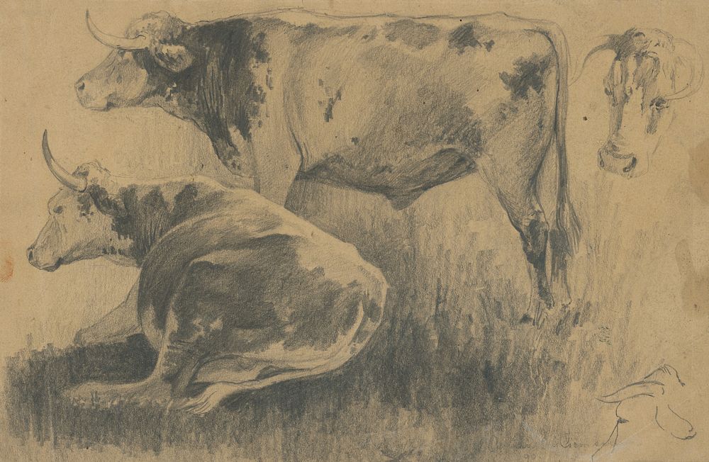 A study of cows