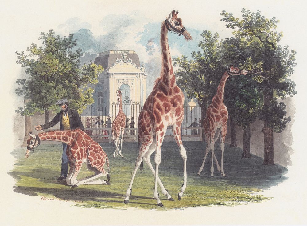 Die erste Giraffe im Sch&ouml;nbrunner Tiergarten, the first giraffes in the Sch&ouml;nbrunn Zoo watercolor by Eduard Gurk.