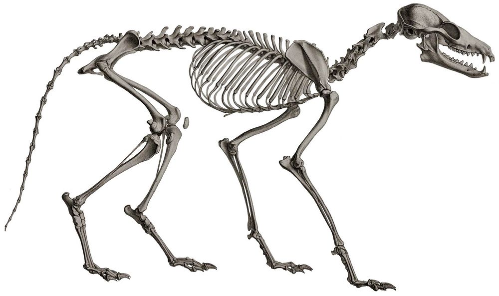 Bat-eared fox skeleton