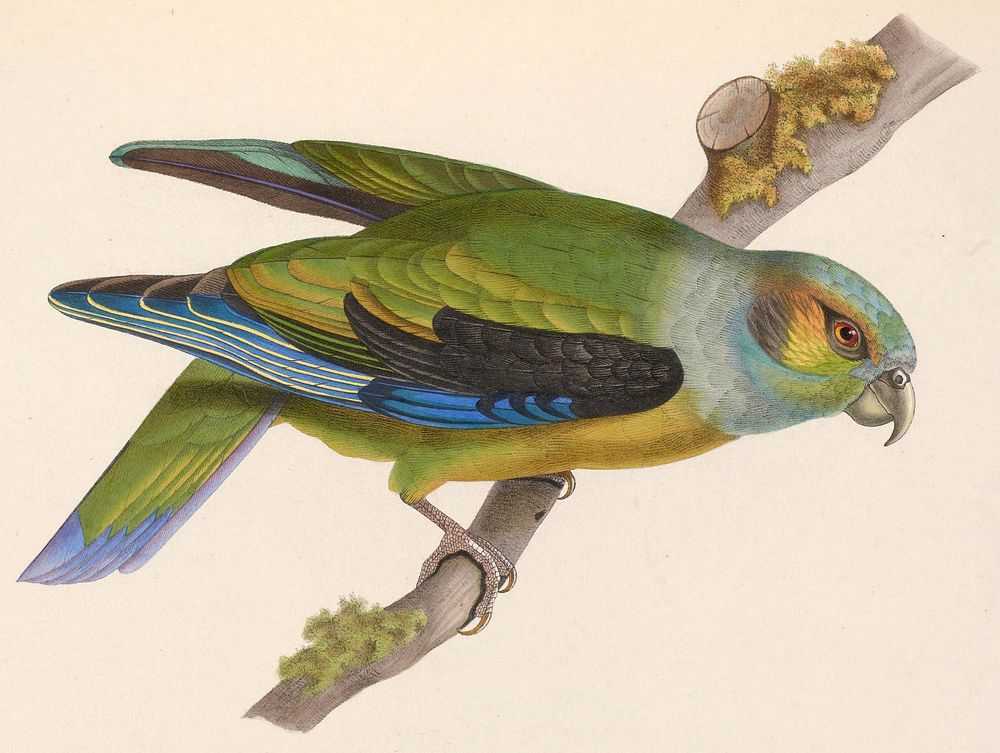 Black-winged Parrot, Pionus melanotis Hapalopsittaca melanotis (1804-1878) by Marc Athanase Parfait &OElig;illet Des Murs.