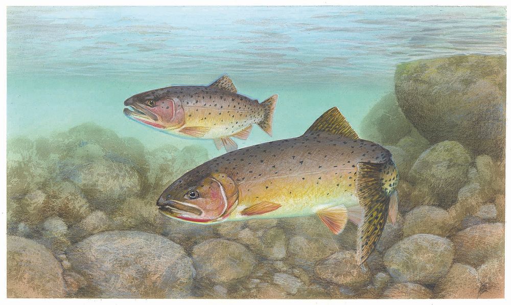 Trout cutthroat fish oncorhynchus clarkii clarkii (2008) by Knepp Timothy, U.S. Fish and Wildlife Service.