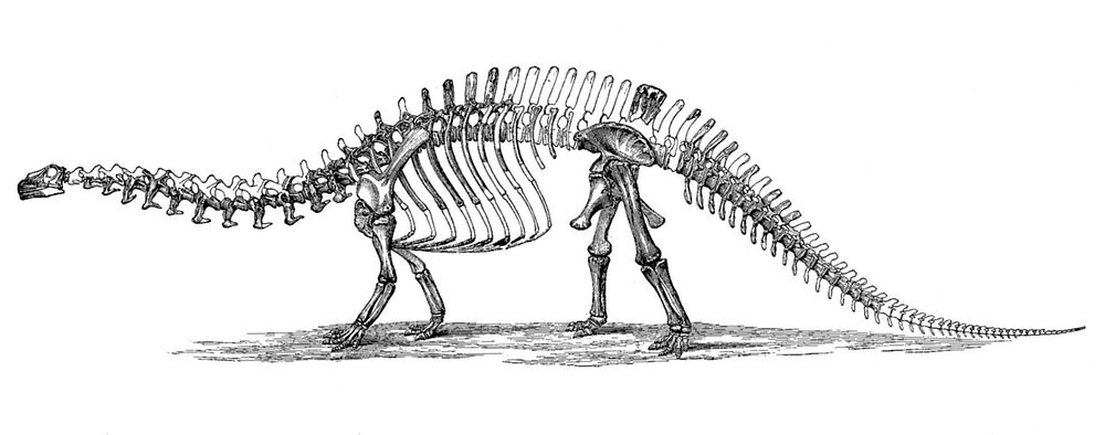 Illustration of a Brontosaurus skeleton by Othniel Charles Marsh (d. 1899). Head is based on material now assigned to…