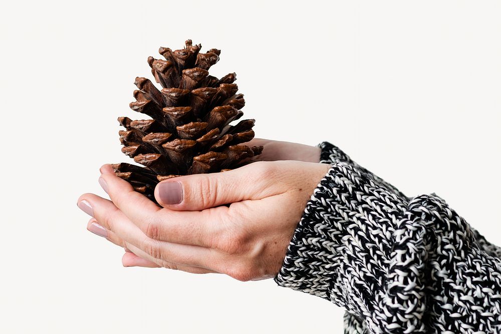 Hand presenting pine cone isolated image