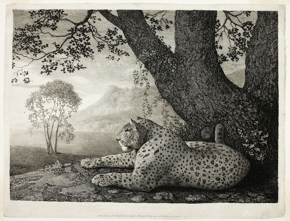 A Tyger (A Recumbent Leopard by a Tree) by George Stubbs