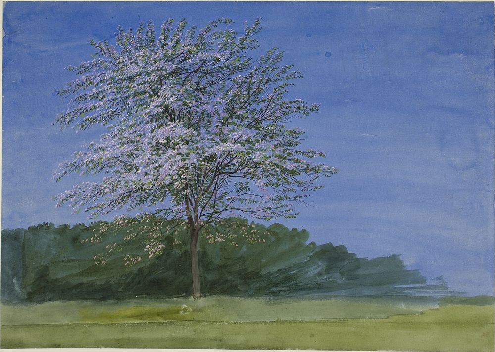Study of a Tree in Bloom by William Turner