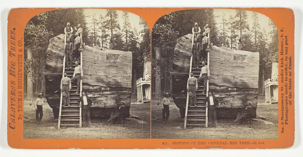 Section of the Original Big Tree - 30 feet diameter, No. 801 from the series "Calaveras Big Trees" by Thomas Houseworth