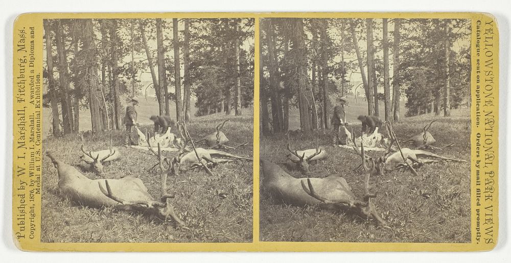 Successful Hunters dressing Elk, No. 56 from the series "Yellowstone National Park Views" by William I. Marshall