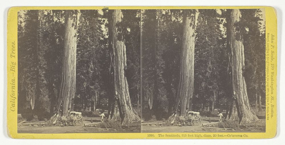 The Sentinels, 315 feet high, diam. 20 feet - Calaveras County, No. 1090 from the series "California -- Big Trees" by John…