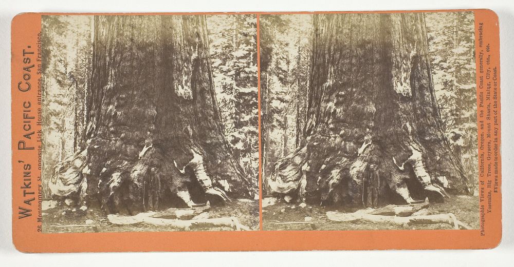 Section of the Grizzly Giant (tree), 33 ft. Diam., Mariposa Grove, Yosemite, from the series "Watkins' Pacific Coast" by…
