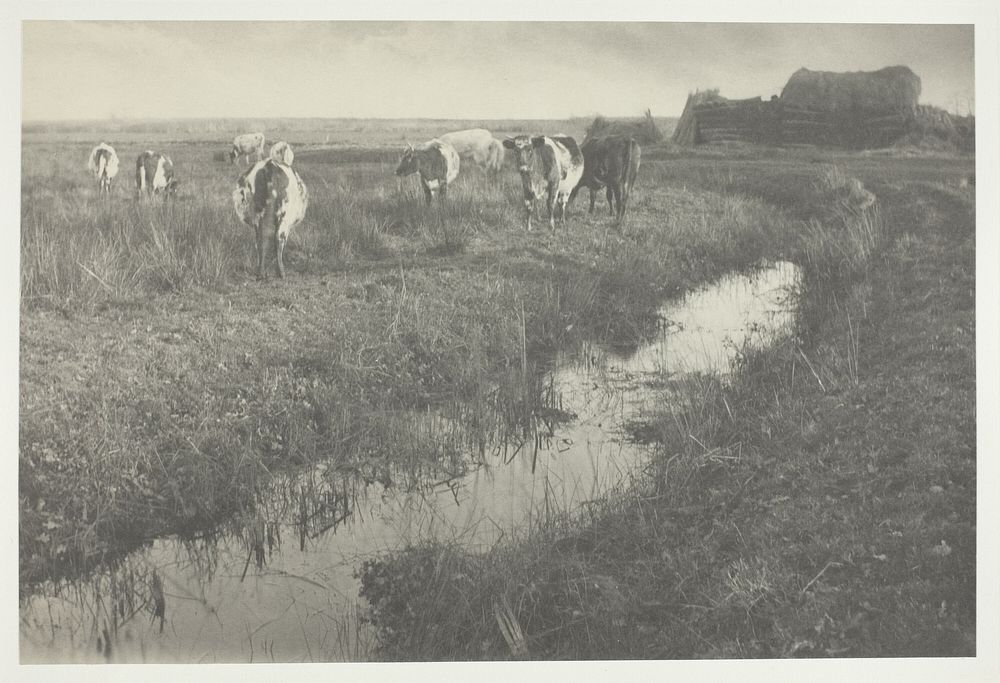 Cattle on the Marshes by Peter Henry Emerson