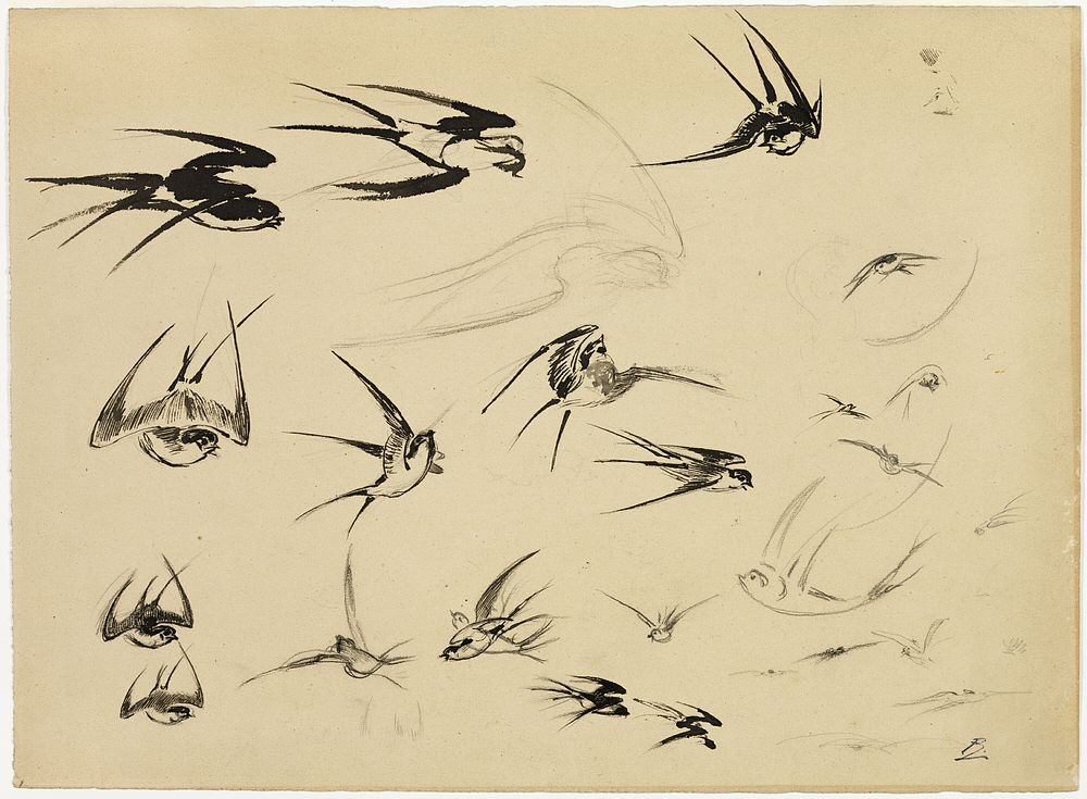 The Swallows by Félix Henri Bracquemond