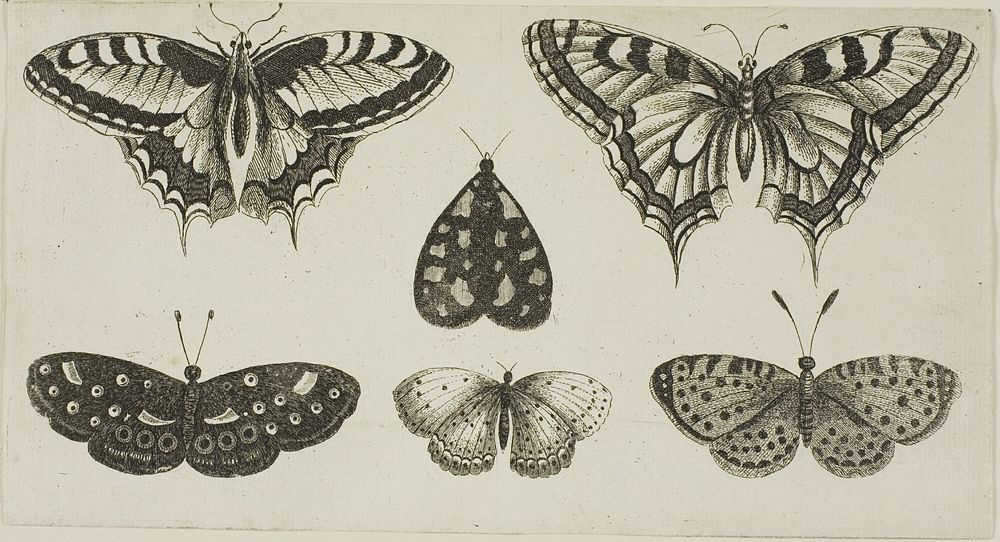 Five Butterflies and a Moth, from Diversae Insectorum...Figurae by Wenceslaus Hollar