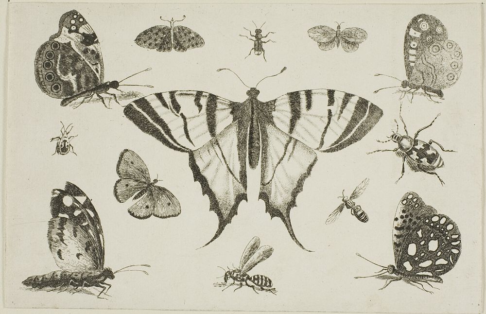Swallow-Tailed Butterfly and Twelve Other Insects, from Diversae Insectorum...Figurae by Wenceslaus Hollar