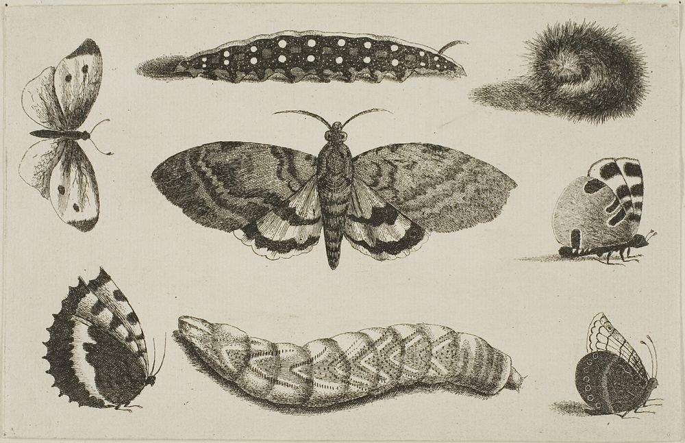 Three Caterpillars, a Moth, and Four Butterflies, from Diversae Insectorum...Figurae by Wenceslaus Hollar