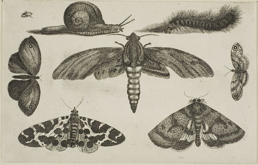Six Insects, a Caterpillar, and a Snail, from Diversae Insectorum...Figurae by Wenceslaus Hollar