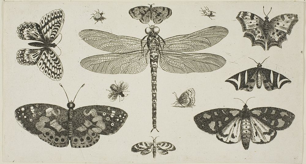 A Dragonfly, Ladybirds, and Butterflies, from Diversae Insectorum...Figurae by Wenceslaus Hollar